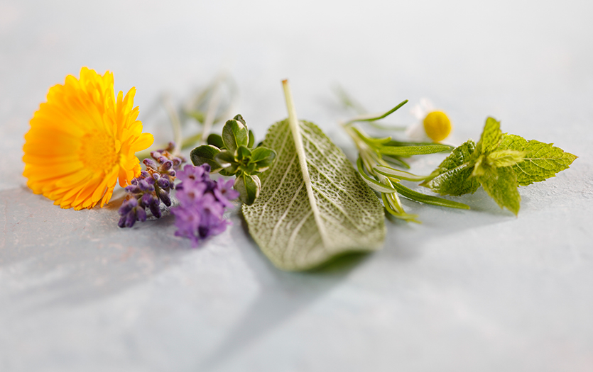Image for The power of herbs: Small plants with a big impact