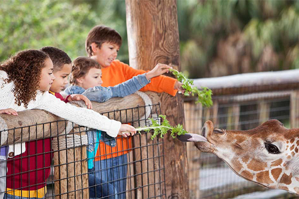 What to pack for a day at the zoo | Parkview Health