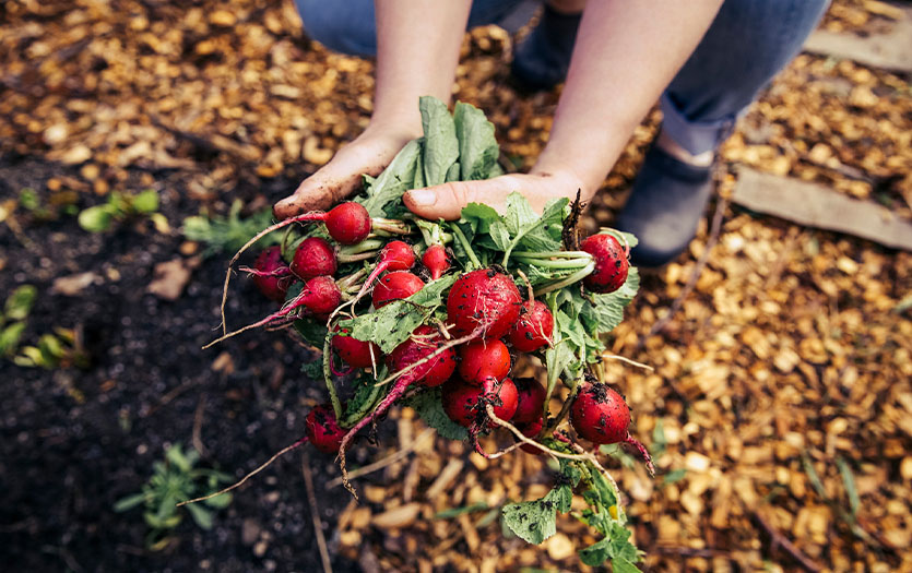 Medicine in the garden: radishes | Parkview Health