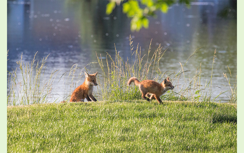 foxes