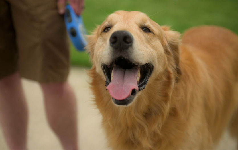 therapy dog