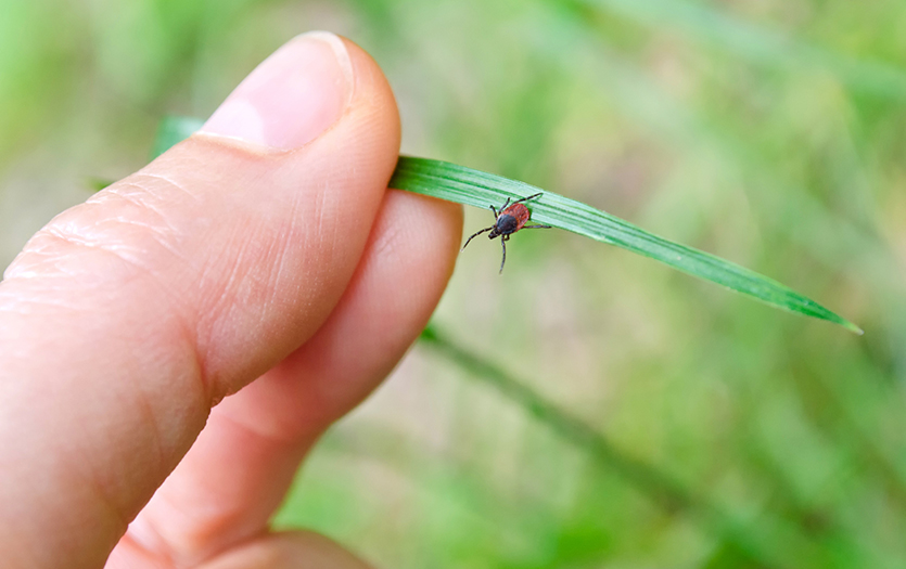 Tick on a blade of grass