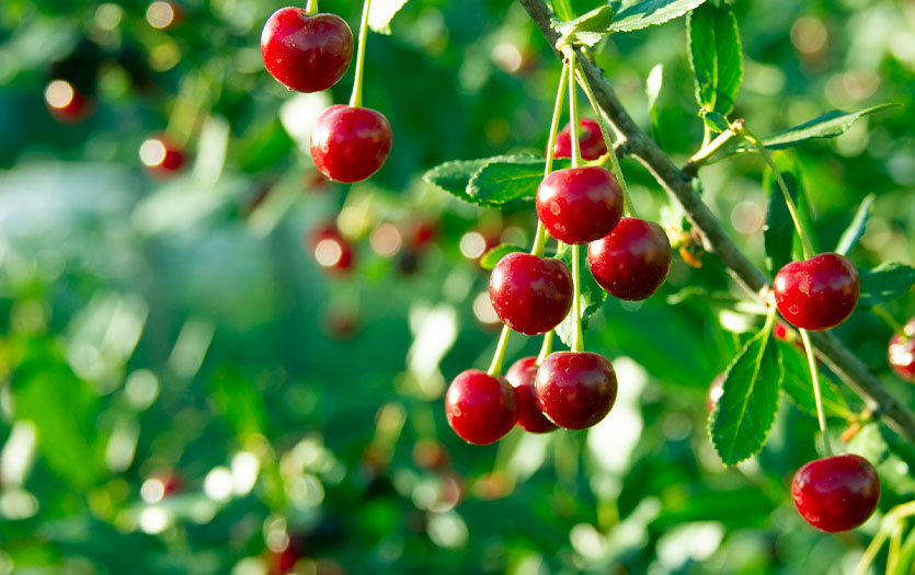 Different Types of Cherries: How to Use Them and more - Culinary Depot