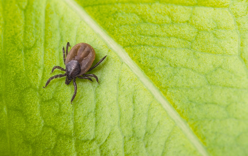 tick