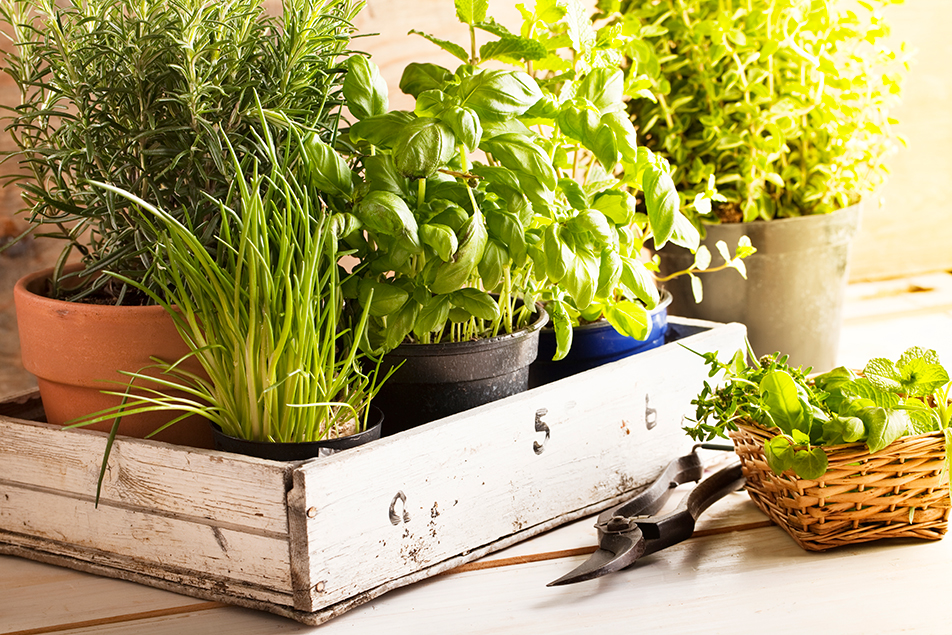 Tips for starting an indoor planter box