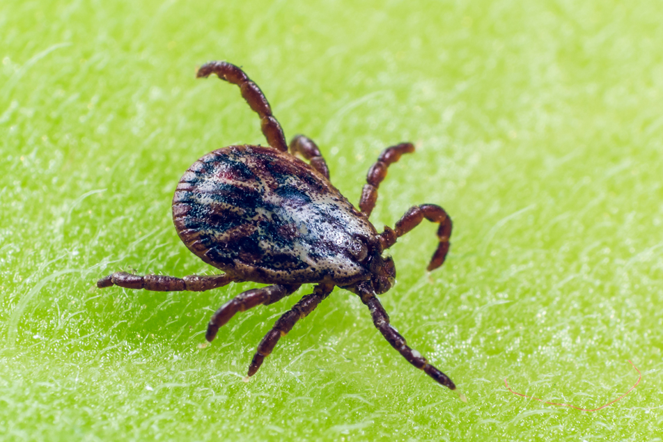 Stop ticks