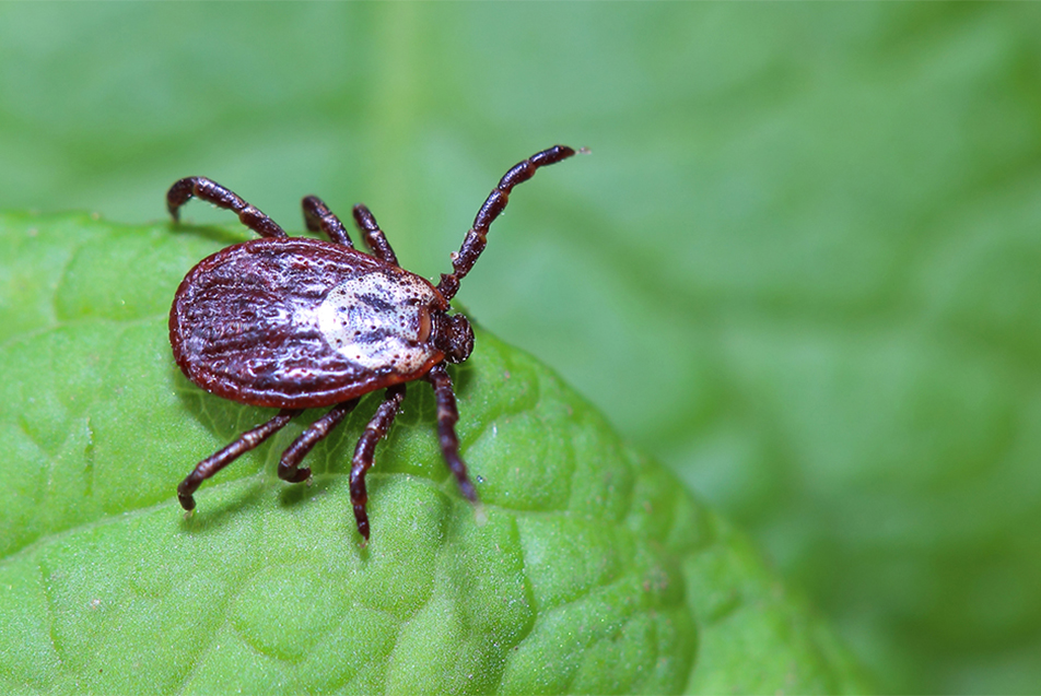 lyme