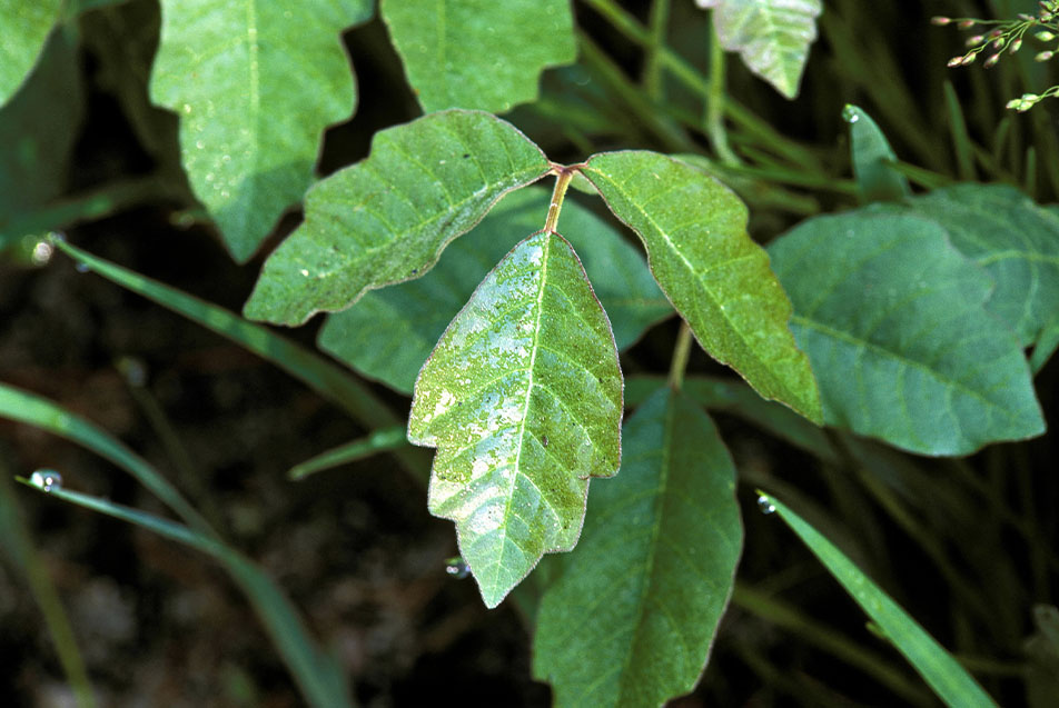 Mild Poison Ivy On Skin